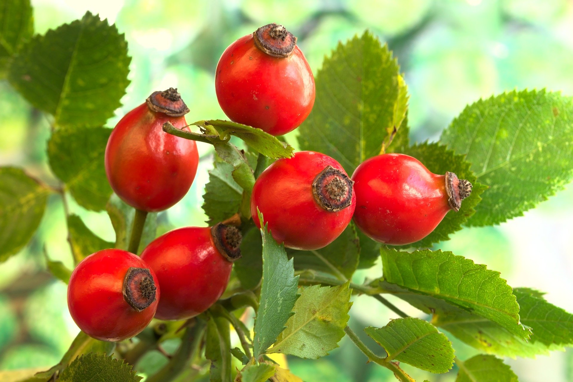 All you need to know about rose hips tea and it’s benefits